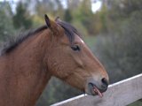 IMG_6650.CR2