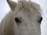 IMG_6654.CR2