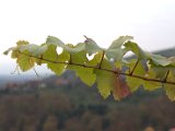 IMG_6697.CR2