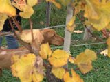 IMG_6711.CR2