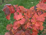 IMG_6714.CR2