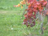 IMG_6727.CR2