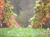IMG_6728.CR2