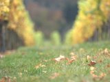 IMG_6785.CR2