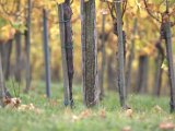 IMG_6792.CR2