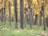IMG_6793.CR2