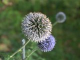 IMG_6811.CR2