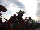 IMG_6812.CR2