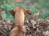 IMG_6822.CR2