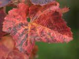 IMG_6826.CR2
