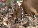 IMG_6834.CR2