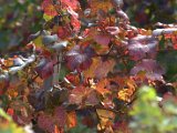 IMG_6842.CR2