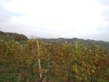 IMG_6853.CR2