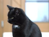 IMG_7075.CR2
