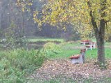 IMG_7232.CR2
