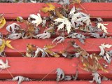 IMG_7236.CR2