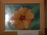IMG_1140.CR2