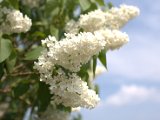 IMG_0502.CR2