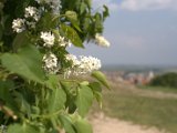 IMG_0503.CR2