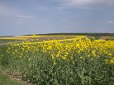 IMG_0614.CR2