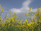 IMG_0615.CR2