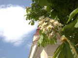 IMG_0639.CR2
