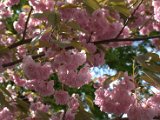 IMG_0832.CR2
