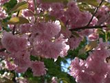 IMG_0833.CR2