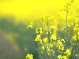 IMG_8637.CR2