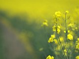 IMG_8639.CR2