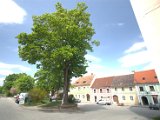 IMG_8675.CR2