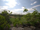 IMG_8690.CR2
