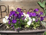 IMG_8734.CR2