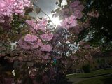 IMG_8738.CR2