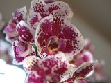 IMG_5851.CR2