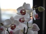 IMG_5854.CR2