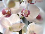 IMG_5868.CR2