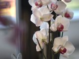 IMG_5870.CR2