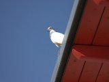 IMG_8257.CR2