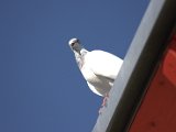 IMG_8258.CR2