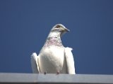 IMG_8261.CR2