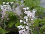 IMG_8274.CR2
