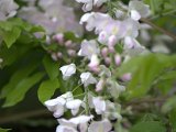 IMG_8279.CR2