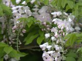 IMG_8288.CR2