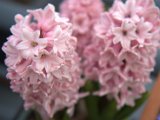 IMG_8319.CR2