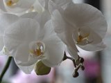 IMG_8852.CR2