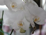 IMG_8854.CR2
