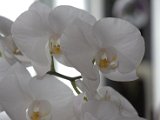 IMG_8855.CR2