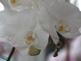 IMG_8856.CR2