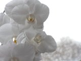 IMG_8863.CR2